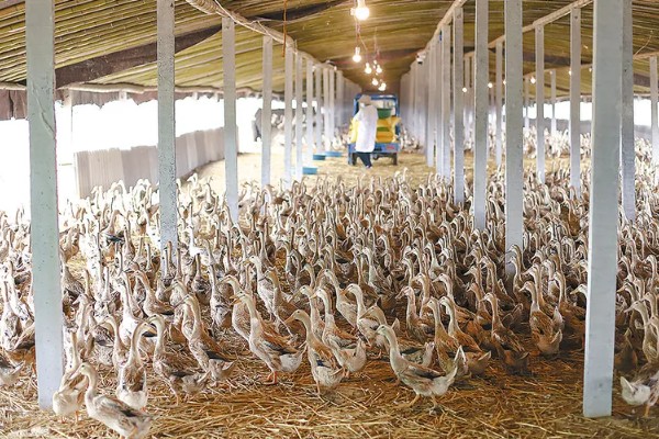 蛋鸭养殖的夜间管理方式,首先需要保持安静