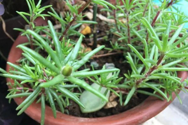 怎么养半枝莲，喜欢湿润的环境