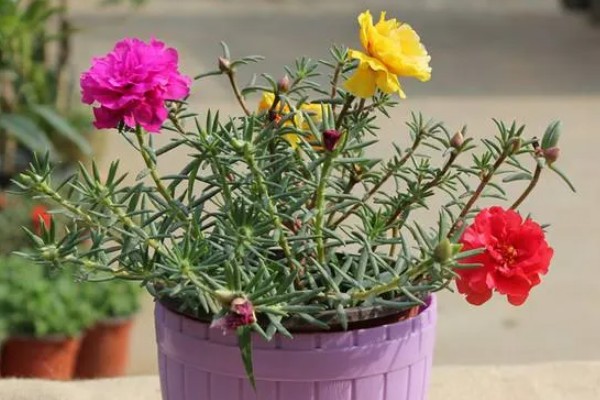 怎么养半枝莲，喜欢湿润的环境