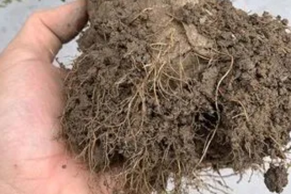 怎么养半枝莲，喜欢湿润的环境