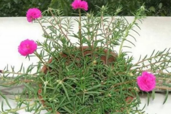 怎么养半枝莲，喜欢湿润的环境