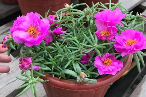 怎么养半枝莲，喜欢湿润的环境