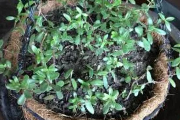 怎么养半枝莲，喜欢湿润的环境