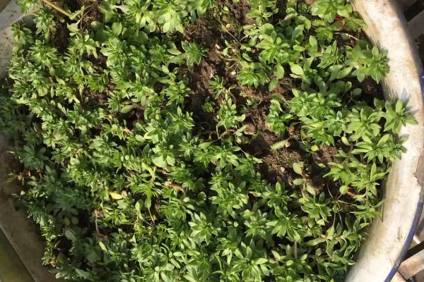 怎么养半枝莲，喜欢湿润的环境