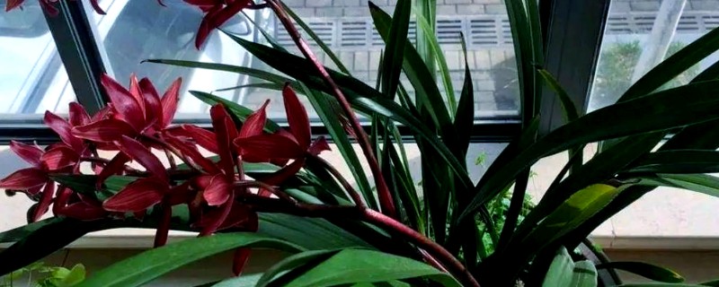 墨兰叶片发黑的原因，可能是浇水过多所致