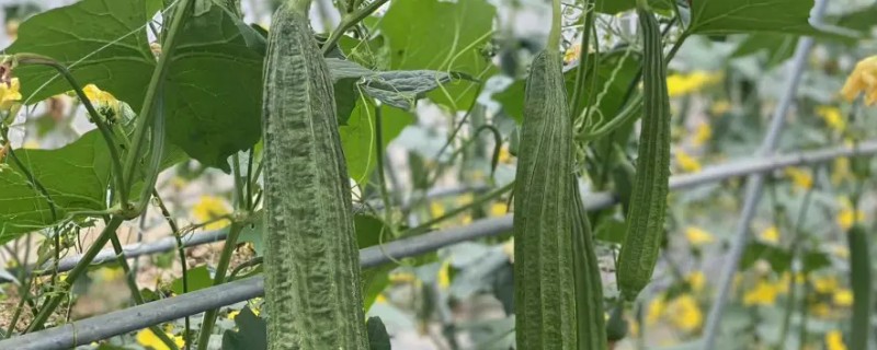 八棱瓜的种植方法，浸种后每穴播种两粒