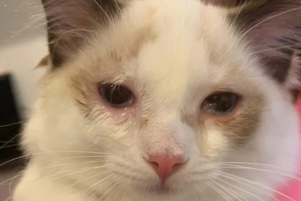 猫咪吃饭为什么流眼泪，短鼻的动物是因为身体构造缺陷所致
