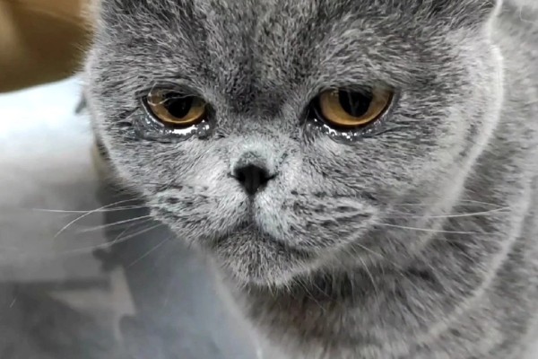 猫咪吃饭为什么流眼泪，短鼻的动物是因为身体构造缺陷所致