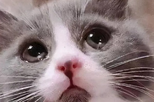 猫咪吃饭为什么流眼泪，短鼻的动物是因为身体构造缺陷所致
