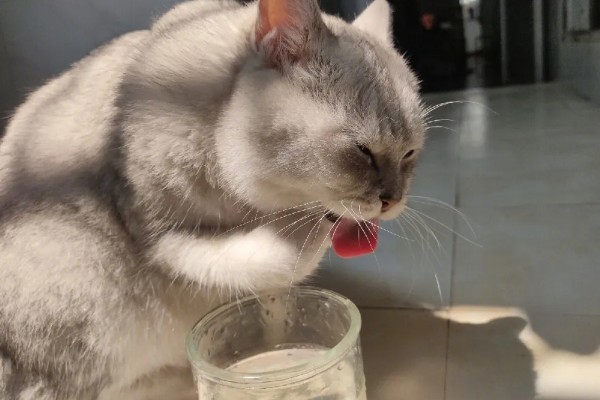 猫咪吃饭为什么流眼泪，短鼻的动物是因为身体构造缺陷所致