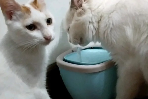 猫咪吃饭为什么流眼泪，短鼻的动物是因为身体构造缺陷所致