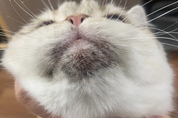 猫咪吃饭为什么流眼泪，短鼻的动物是因为身体构造缺陷所致