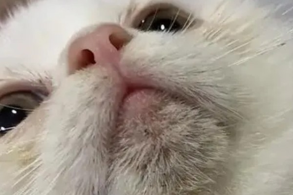 猫咪吃饭为什么流眼泪，短鼻的动物是因为身体构造缺陷所致