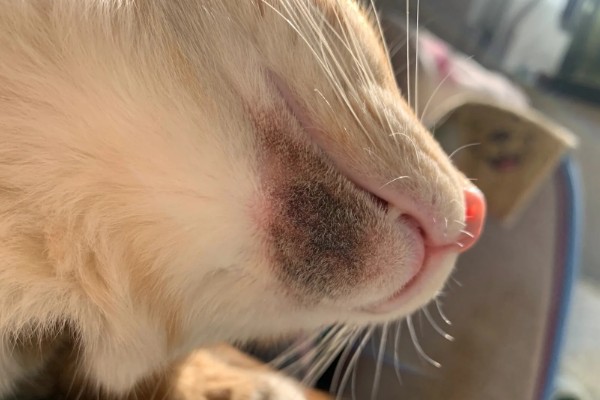 猫咪吃饭为什么流眼泪，短鼻的动物是因为身体构造缺陷所致