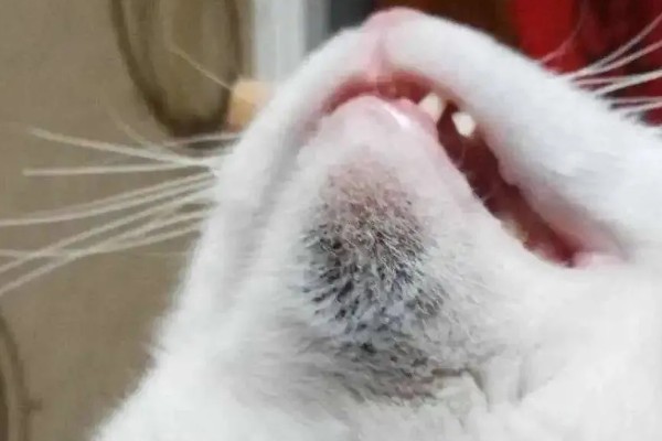 猫咪吃饭为什么流眼泪，短鼻的动物是因为身体构造缺陷所致