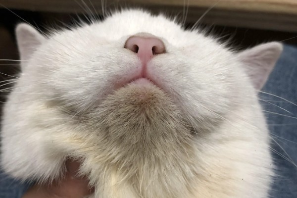 猫咪吃饭为什么流眼泪，短鼻的动物是因为身体构造缺陷所致