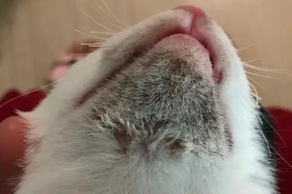 猫咪吃饭为什么流眼泪，短鼻的动物是因为身体构造缺陷所致