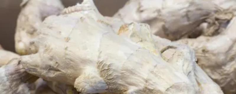 露天大姜的种植技术，3月份即可播种大姜