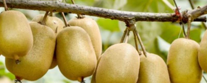 猕猴桃的种植技术，10月-次年2月底均可栽植