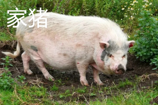 香猪与家猪有什么区别，前者体躯矮小、后者体躯较大