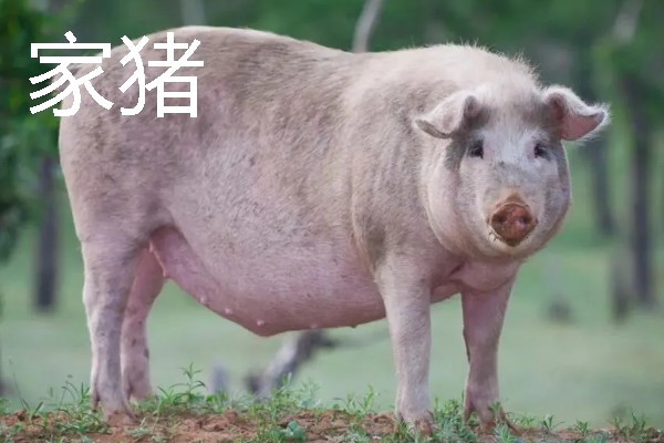 香猪与家猪有什么区别，前者体躯矮小、后者体躯较大