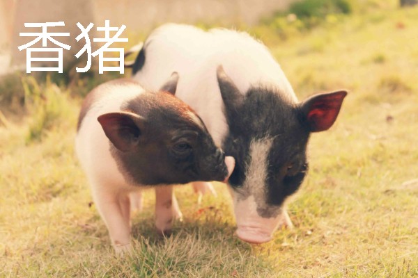 香猪与家猪有什么区别，前者体躯矮小、后者体躯较大