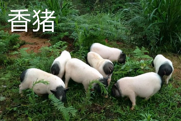 香猪与家猪有什么区别，前者体躯矮小、后者体躯较大