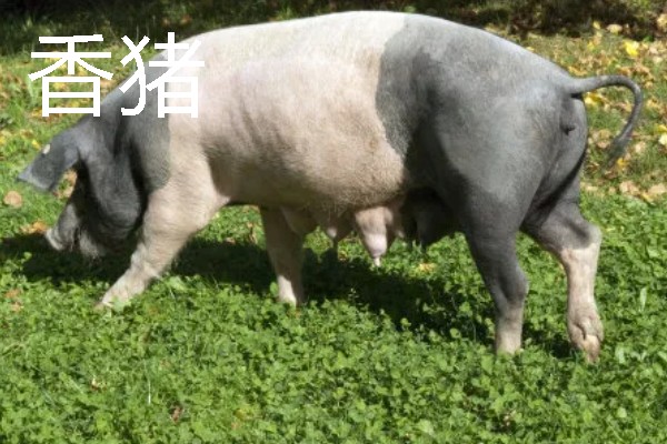 香猪与家猪有什么区别，前者体躯矮小、后者体躯较大