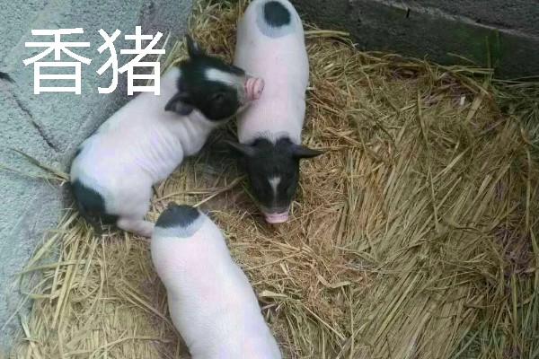香猪与家猪有什么区别，前者体躯矮小、后者体躯较大