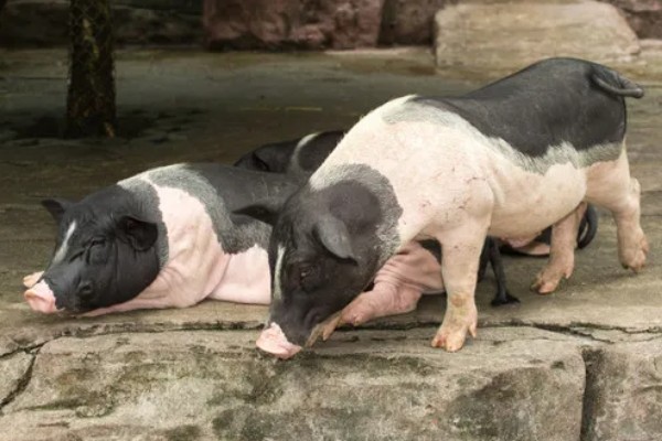 香猪与家猪有什么区别，前者体躯矮小、后者体躯较大