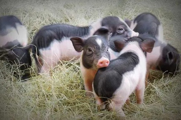 香猪与家猪有什么区别，前者体躯矮小、后者体躯较大