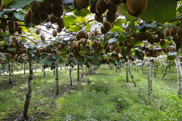 猕猴桃的种植技术，10月-次年2月底均可栽植