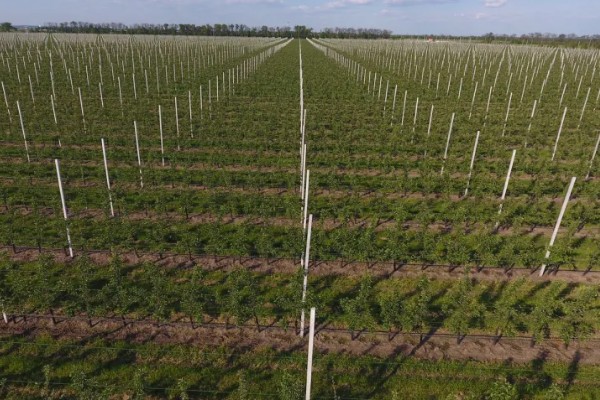 猕猴桃的种植技术，10月-次年2月底均可栽植