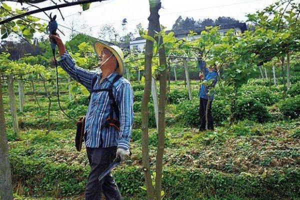 猕猴桃的种植技术，10月-次年2月底均可栽植