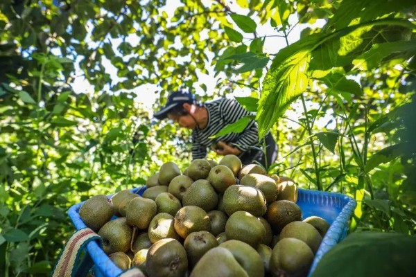 猕猴桃的种植技术，10月-次年2月底均可栽植