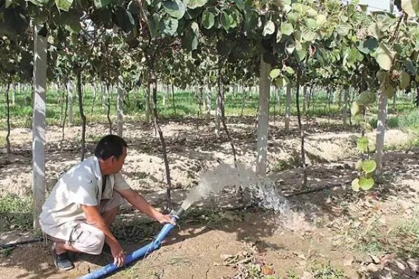 猕猴桃的种植技术，10月-次年2月底均可栽植