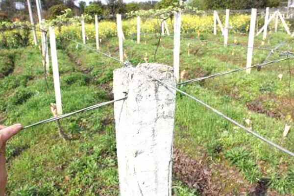 猕猴桃的种植技术，10月-次年2月底均可栽植