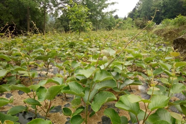 猕猴桃的种植技术，10月-次年2月底均可栽植