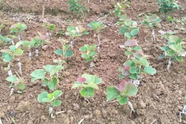 猕猴桃的种植技术，10月-次年2月底均可栽植