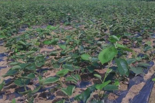 猕猴桃的种植技术，10月-次年2月底均可栽植