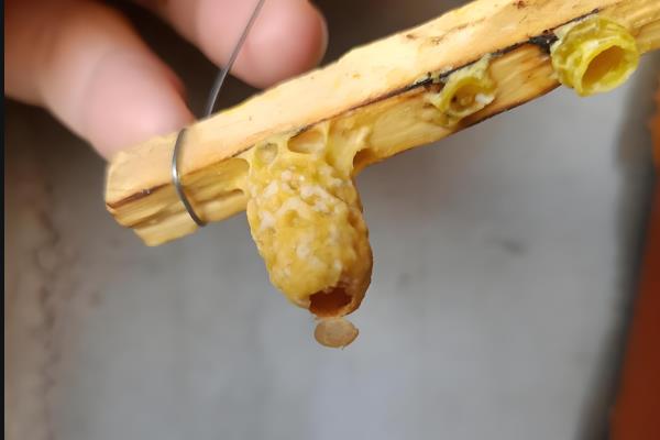 怎样人工育王，最关键的环节是移虫