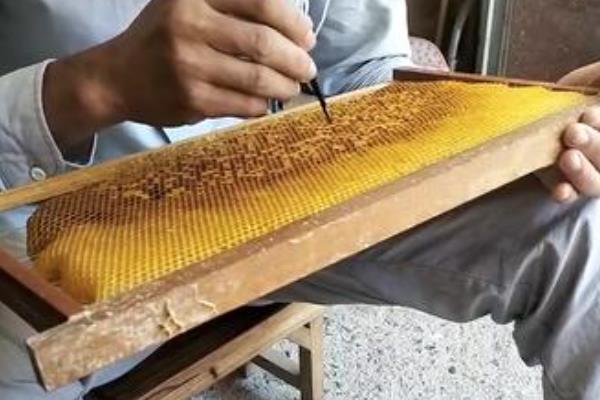 怎样人工育王，最关键的环节是移虫