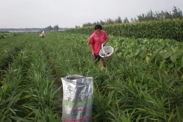 露天大姜的种植技术，3月份即可播种大姜