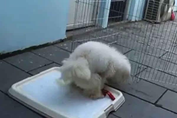 训练卷毛比熊犬上厕所的方法,当它想上厕所时要引导至正确的地点