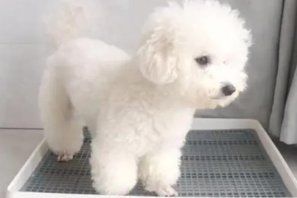 训练卷毛比熊犬上厕所的方法,当它想上厕所时要引导至正确的地点