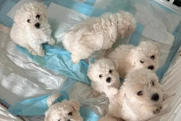 训练卷毛比熊犬上厕所的方法,当它想上厕所时要引导至正确的地点