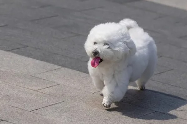 训练卷毛比熊犬上厕所的方法,当它想上厕所时要引导至正确的地点