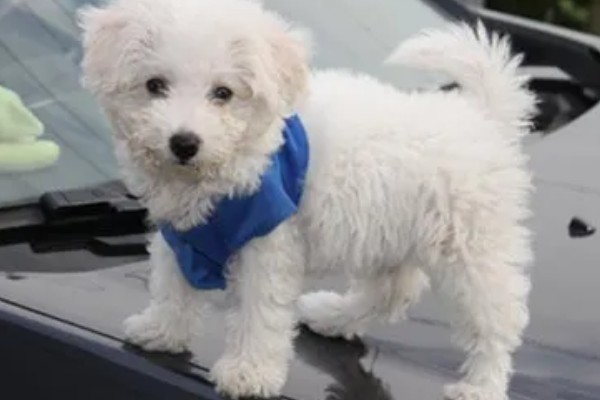 训练卷毛比熊犬上厕所的方法,当它想上厕所时要引导至正确的地点