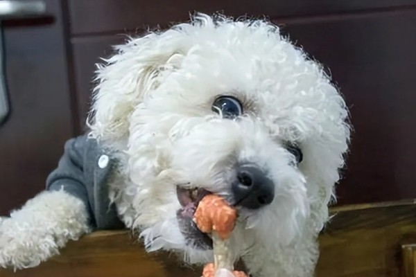 训练卷毛比熊犬上厕所的方法,当它想上厕所时要引导至正确的地点