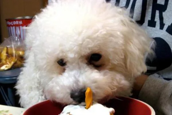 训练卷毛比熊犬上厕所的方法,当它想上厕所时要引导至正确的地点